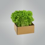 Lettuce Irish